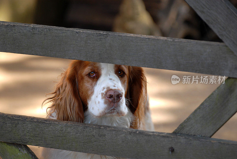 猎犬