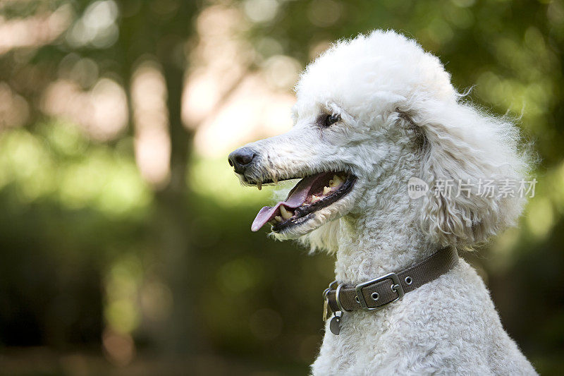 一个标准贵宾犬的侧面肖像