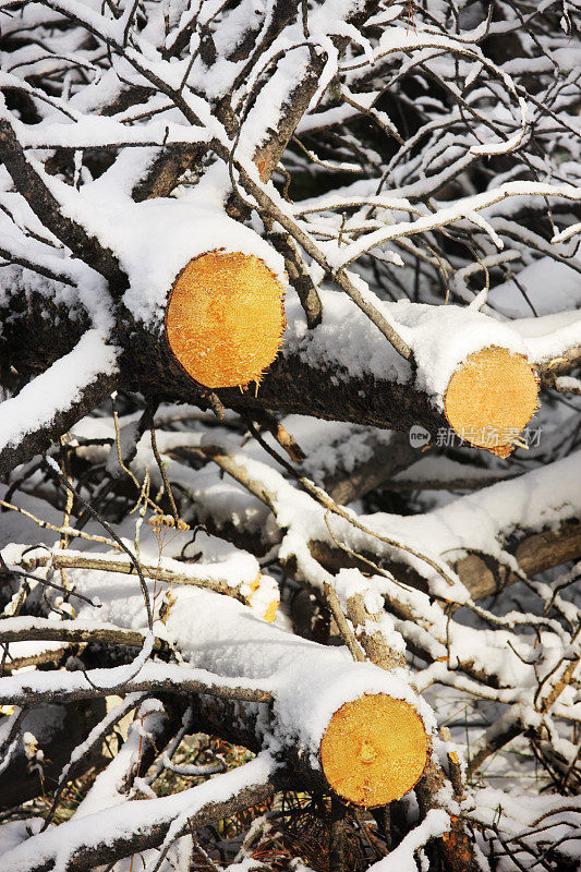 树干原木树枝雪