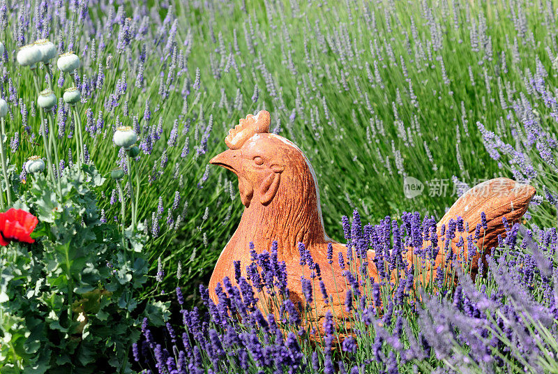 紫砂鸡和薰衣草