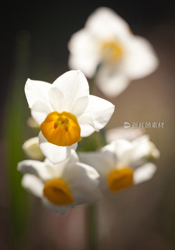 透明的花瓣