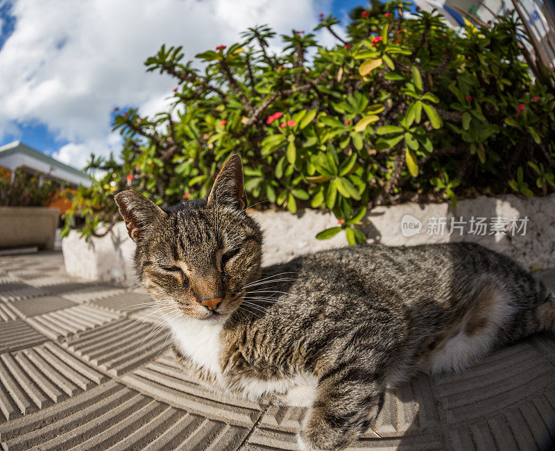 懒懒的猫在享受阳光