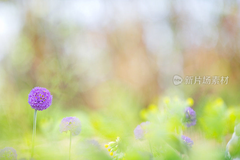 春天的花朵