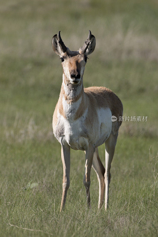 叉角羚在科罗拉多州波尼国家草原上行走