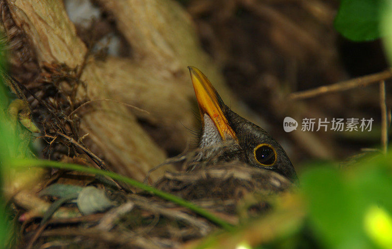 沉思的黑鸟