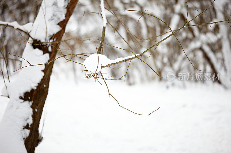 冬天被雪覆盖的景观特写