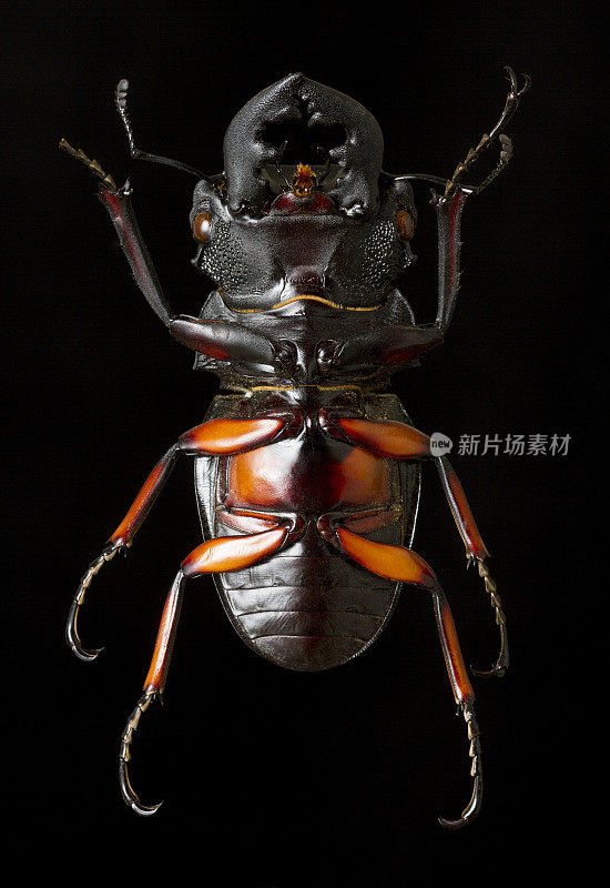 红黑牡鹿甲虫