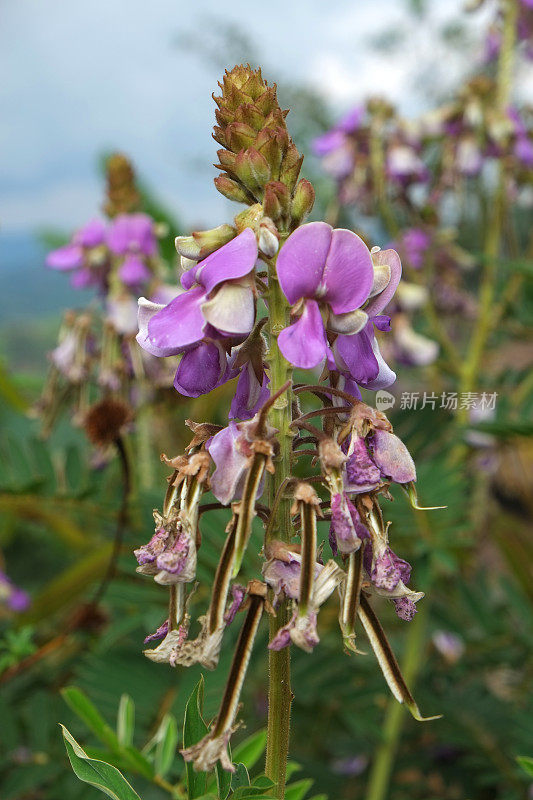 卢旺达:该国北部的野花