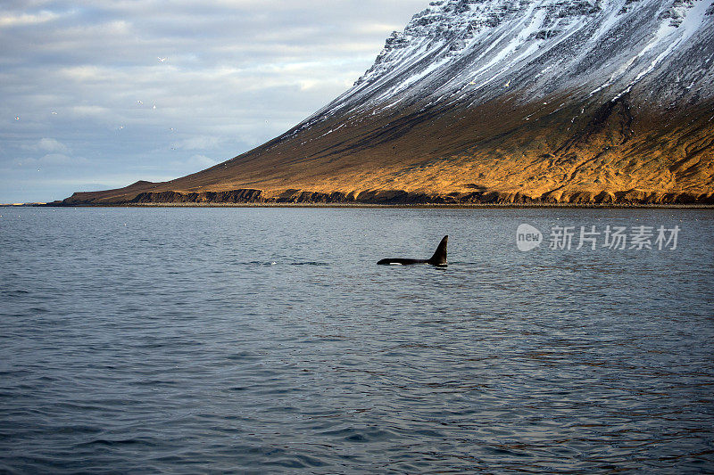 冰岛，冬天，蛇湾里的虎鲸