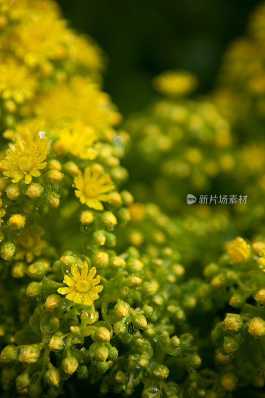 暴风雨后的鲜花。