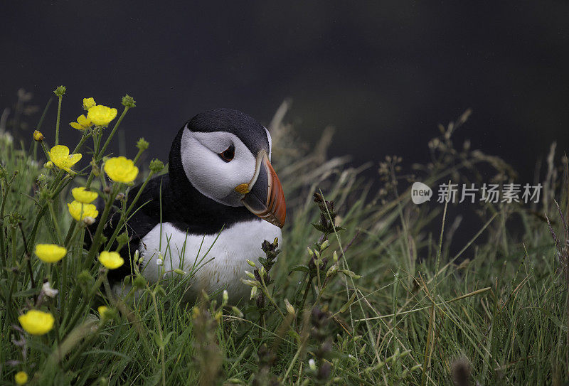 角嘴海雀肖像