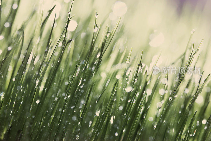 草背景与雨滴