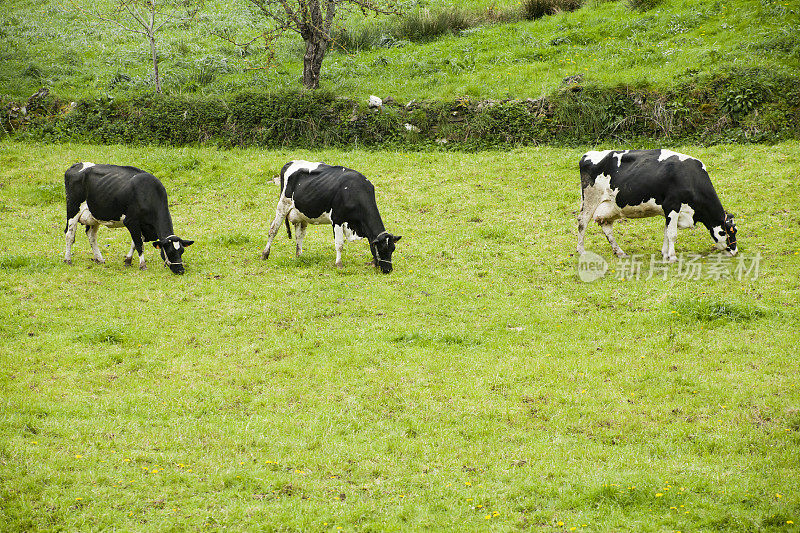 三头奶牛在绿色草地上吃草。