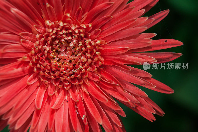 非洲菊花近。