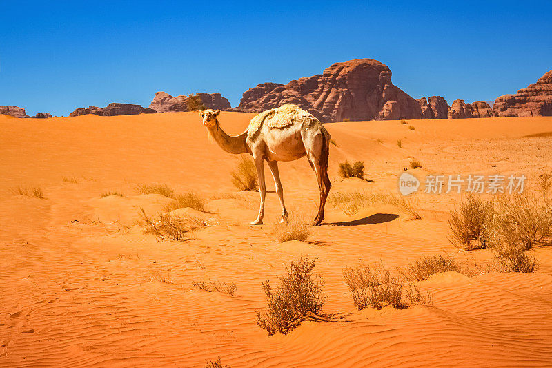 约旦瓦迪拉姆沙漠的单峰骆驼