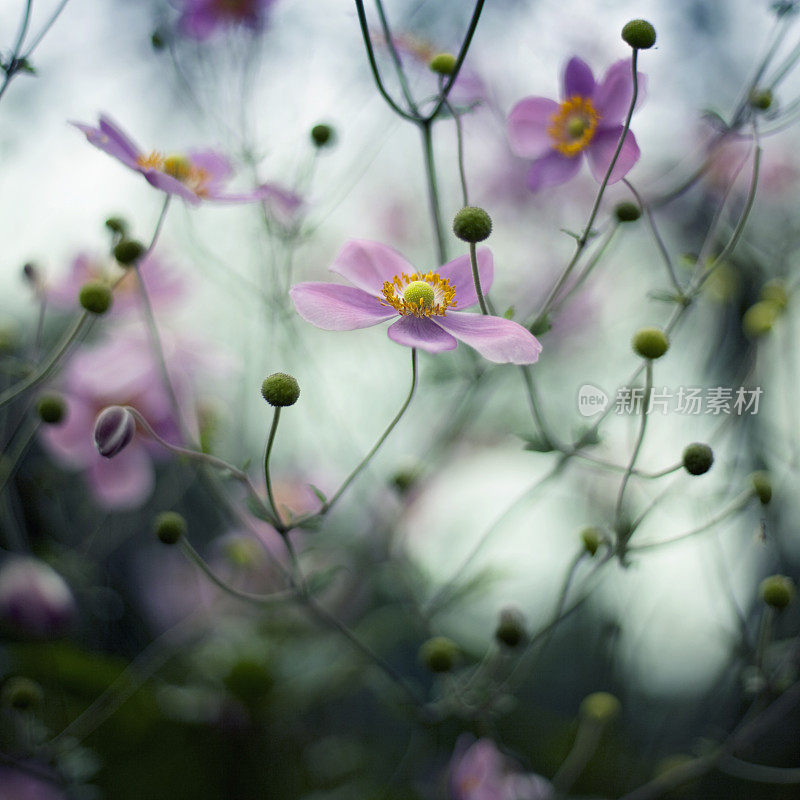 粉红色的海葵花