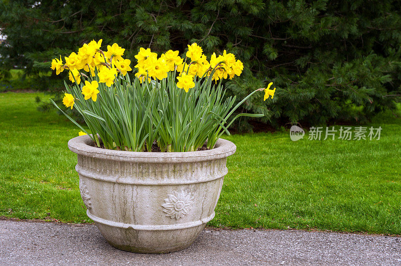 盆栽水仙花