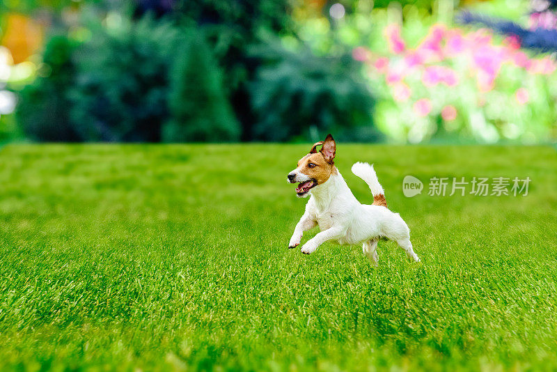 快乐活跃的狗狗在五颜六色的花园草坪上玩耍