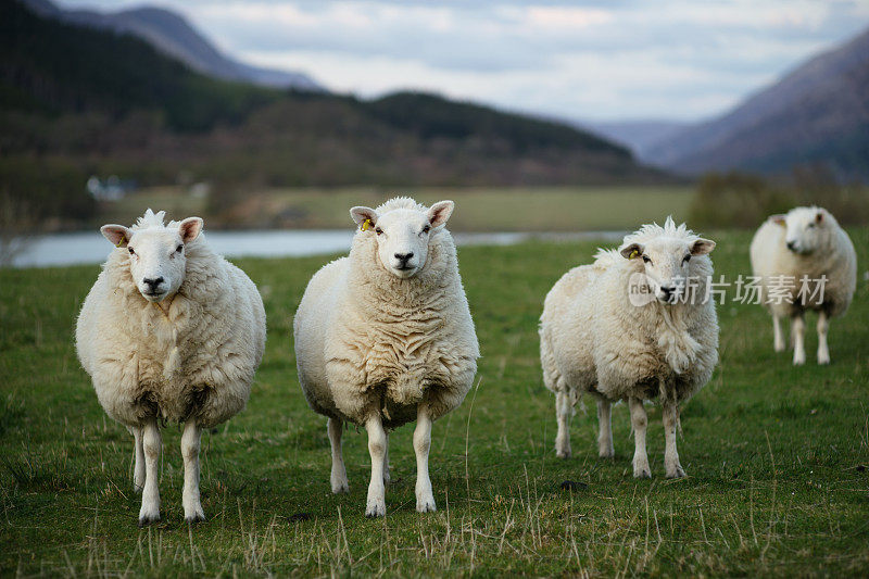 苏格兰的羊(3)