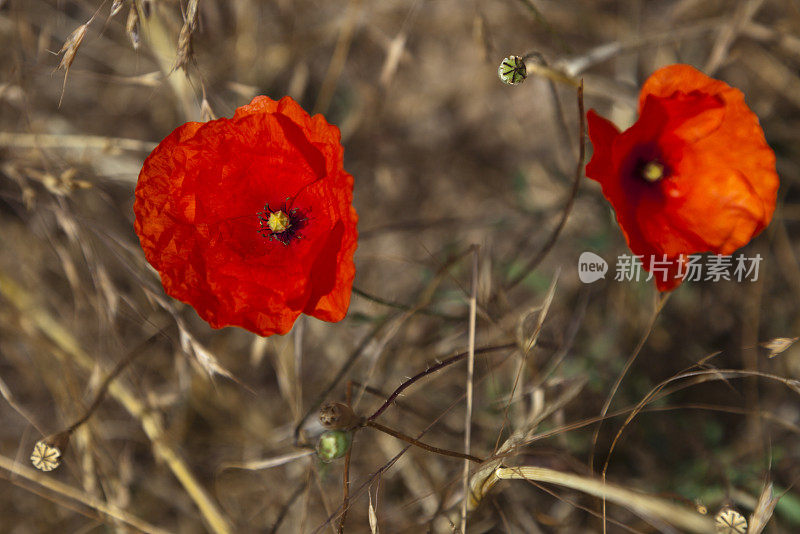 野罂粟花