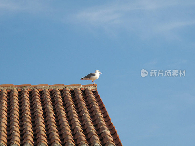 海鸥在屋顶