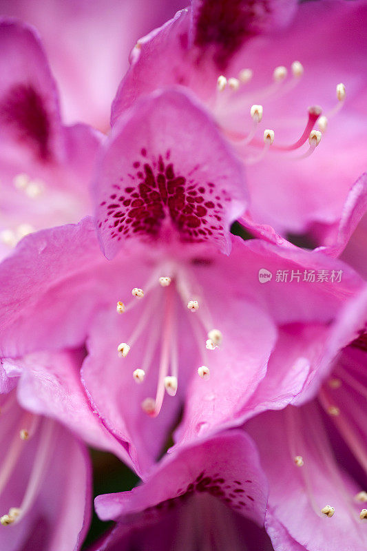 雄蕊集中的杜鹃花头状花序