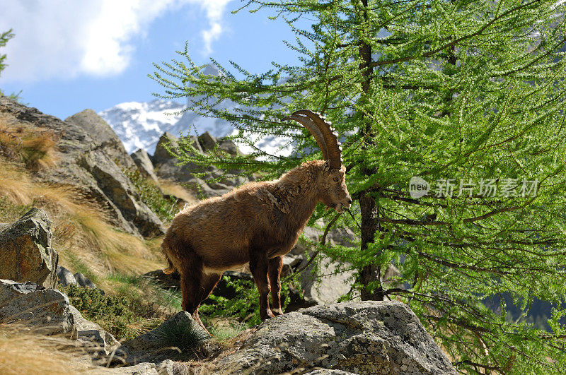 高山ibex或Steinbock