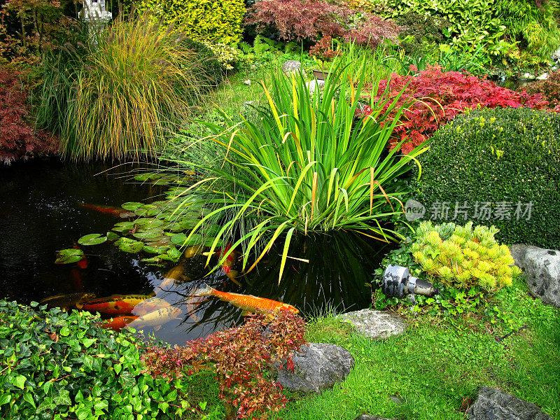 日本花园-池塘里的大锦鲤