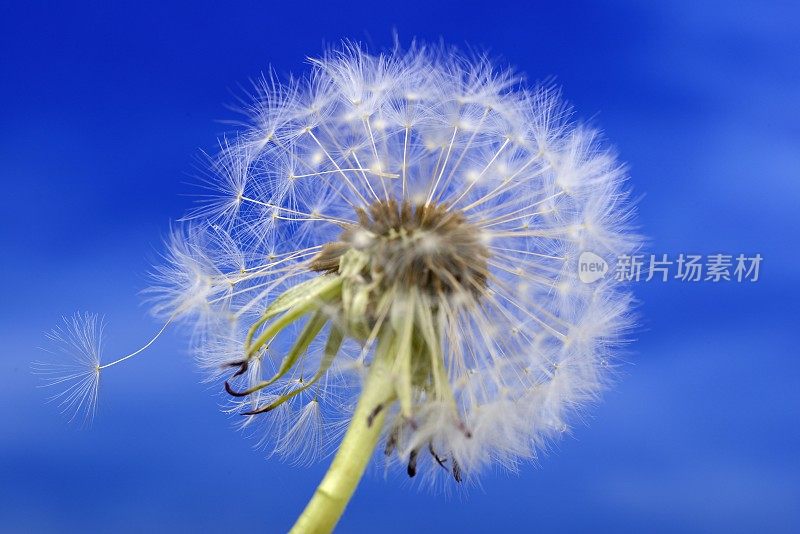 晴朗的蓝天上孤立的蒲公英