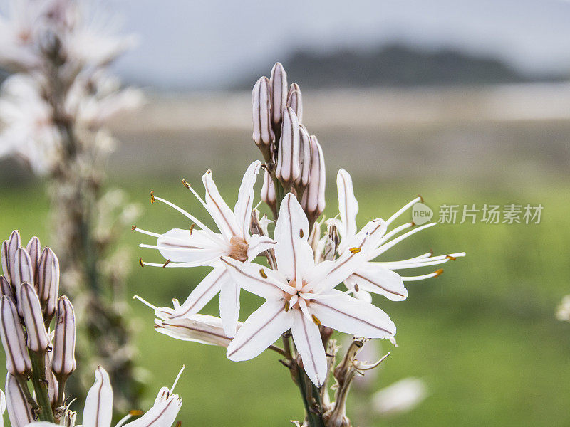 花近距离