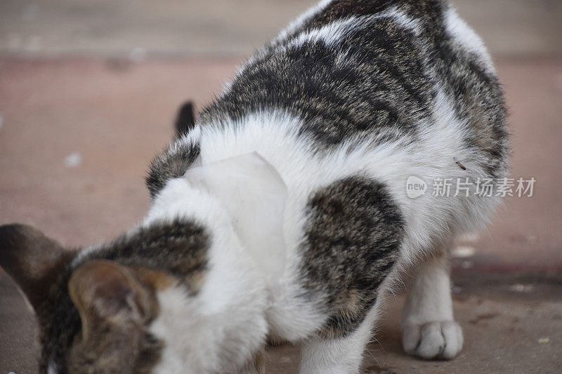 被困在塑料袋里的流浪猫