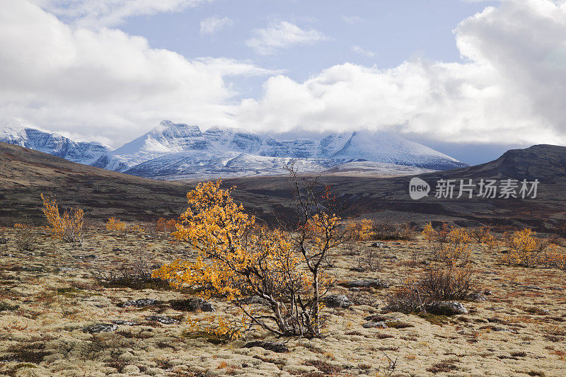 美丽的山景与桦树在秋天。