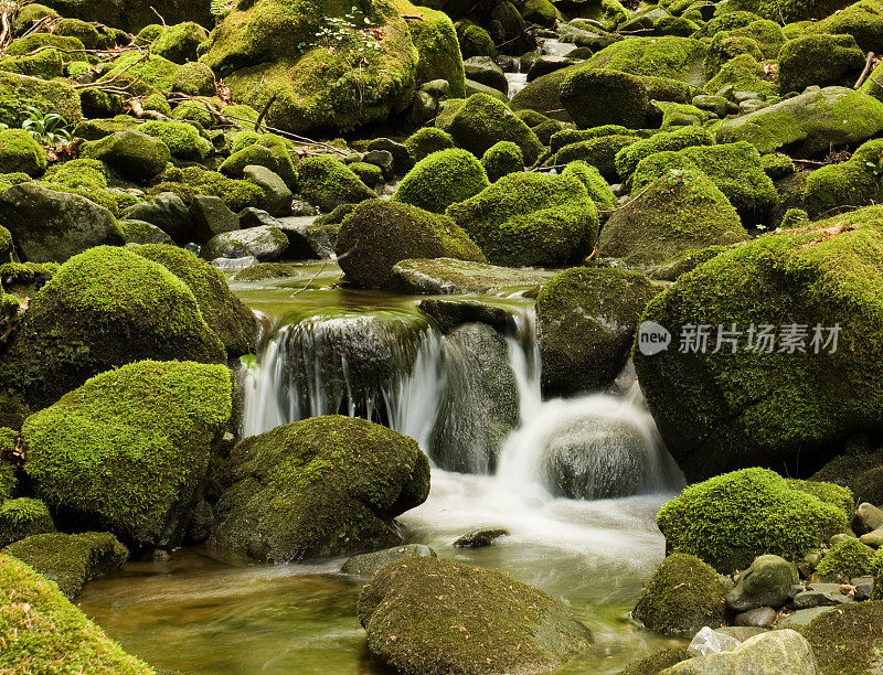 小溪穿过黑暗的森林