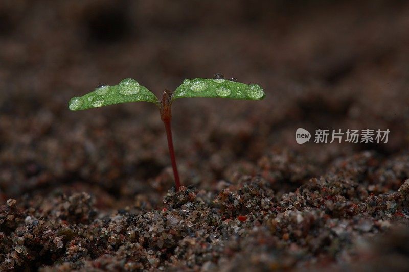 小春芽在土壤中生长