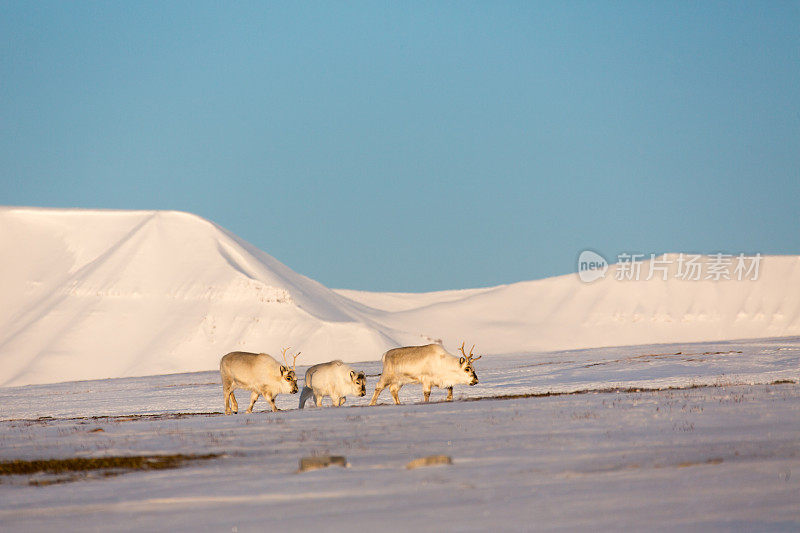 驯鹿在Spitzbergen