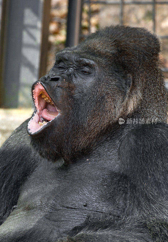银背大猩猩唱歌