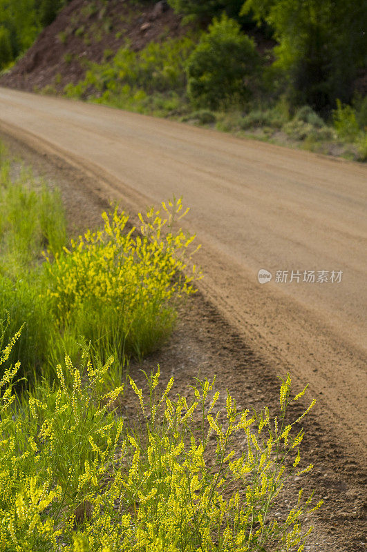 黄花旁土路边