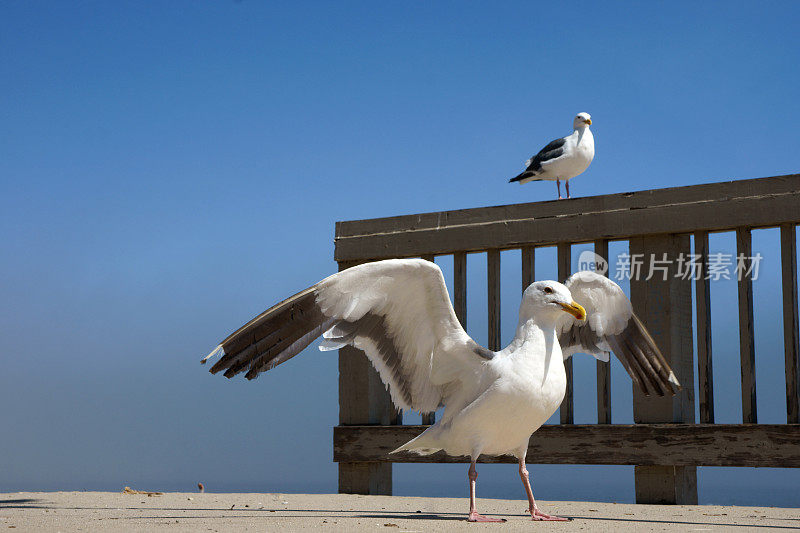 海鸥