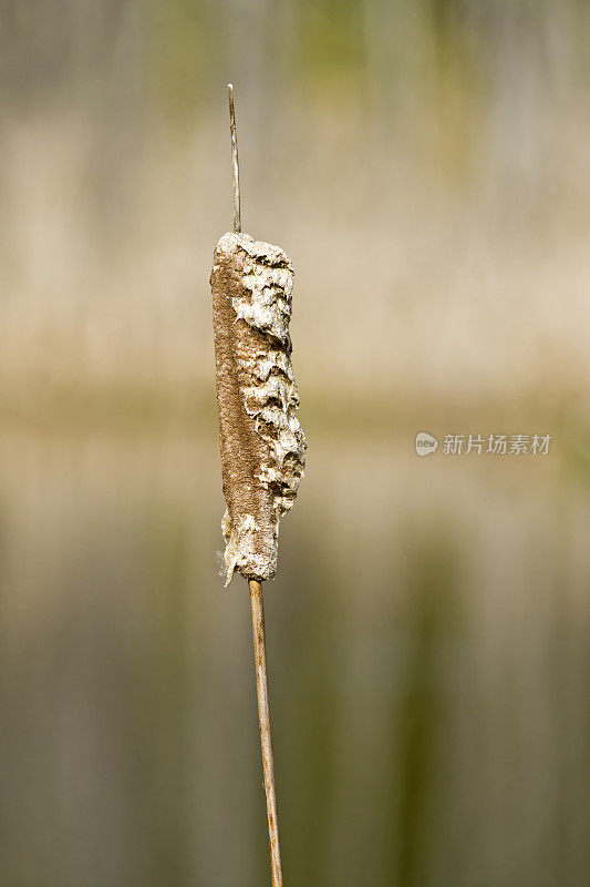 香蒲(香蒲latifolia)