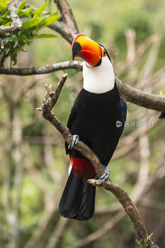 巨嘴鸟——巴西