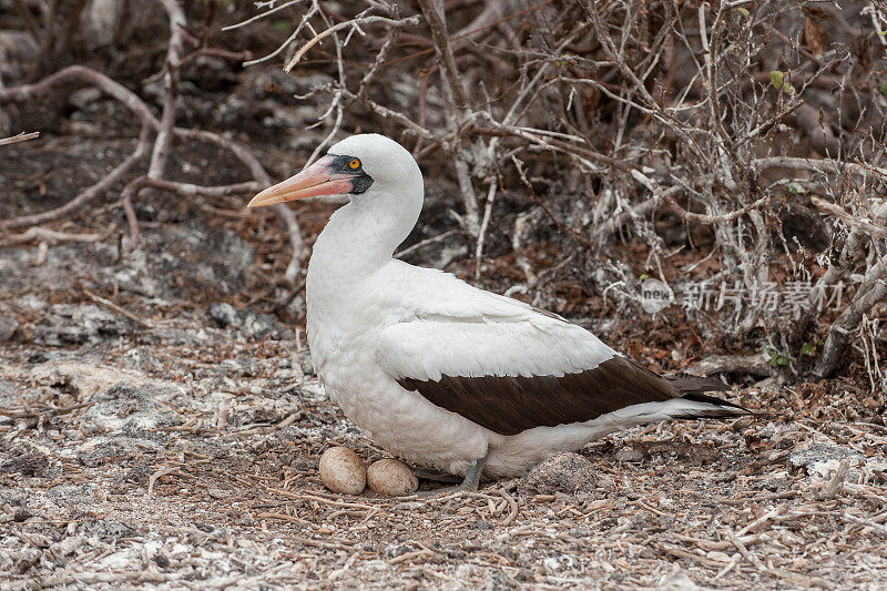 纳斯卡鲣鸟的巢穴在热那亚岛，加拉普戈斯群岛