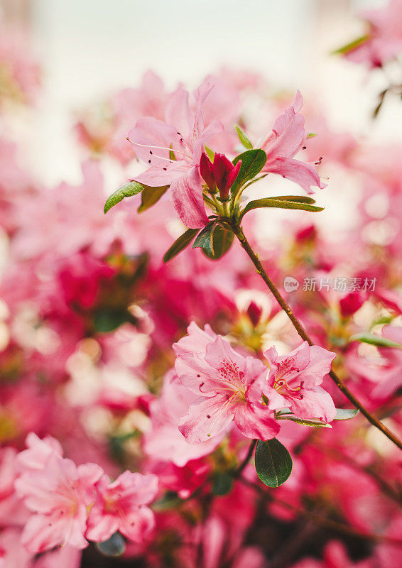 杜鹃花盛开(杜鹃花)