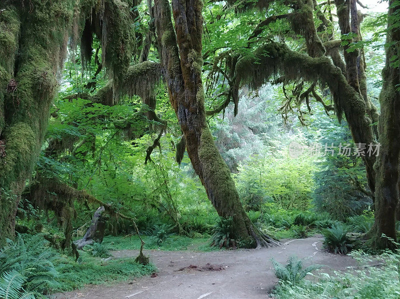 苔藓馆，何氏雨林，奥林匹克国家公园，华盛顿