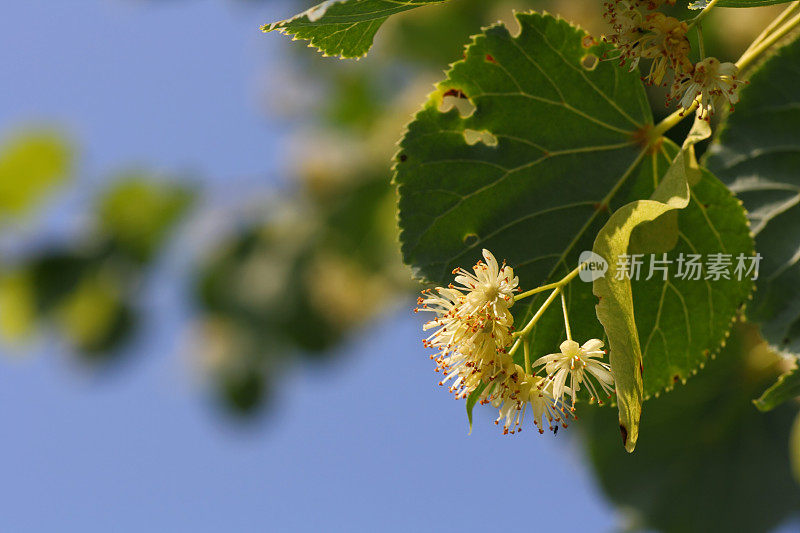 菩提树的花