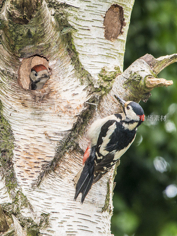 雄性大斑点啄木鸟和幼雏