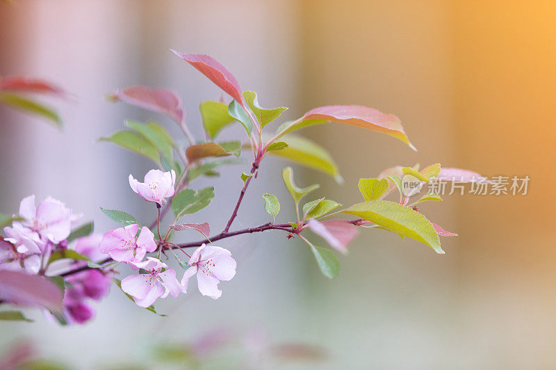 蟹苹果花