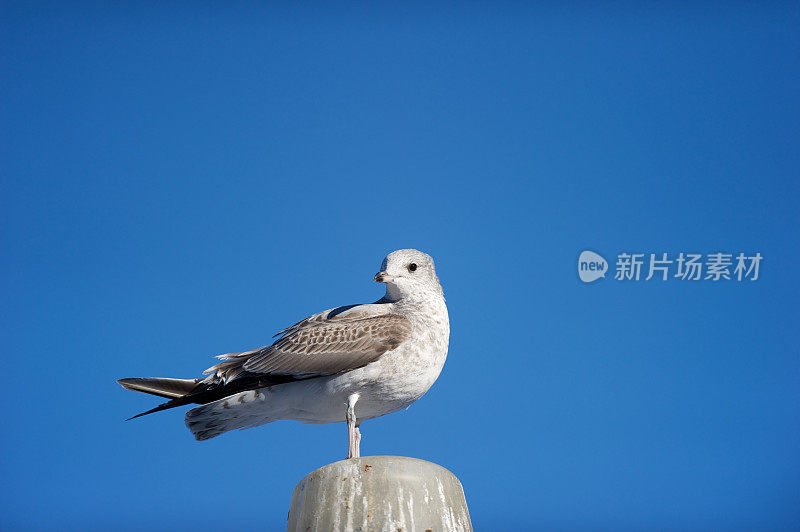 在春天的蓝天上，海鸥在一根杆子上休息