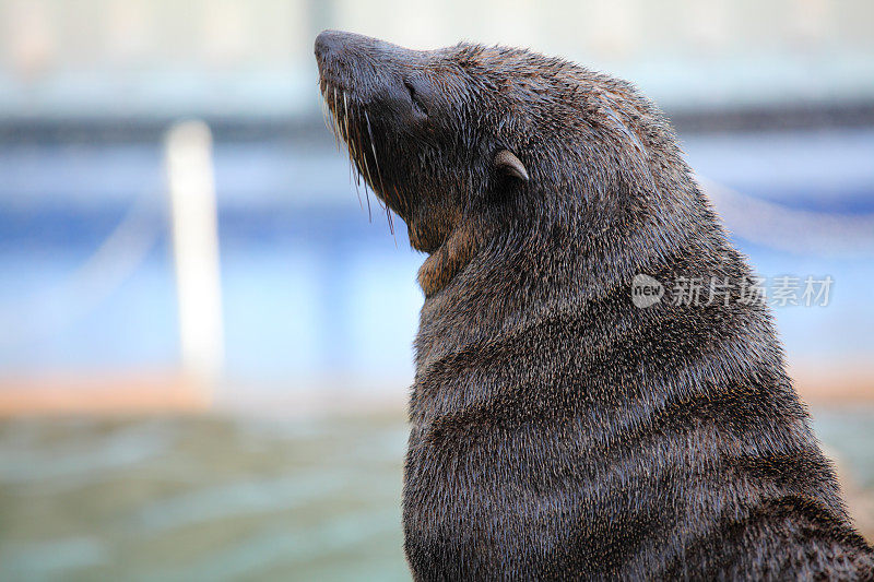 海狮