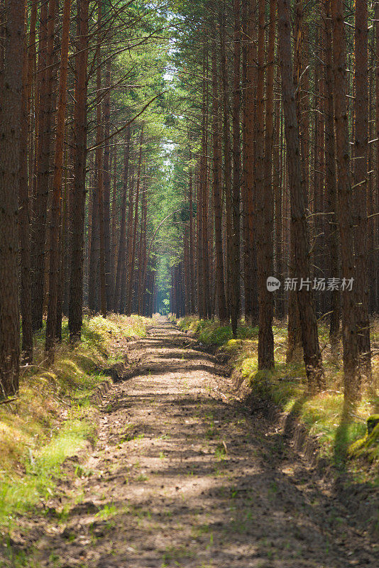 林道槽松林带沙路