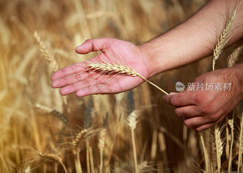 人类手掌上的金色小麦